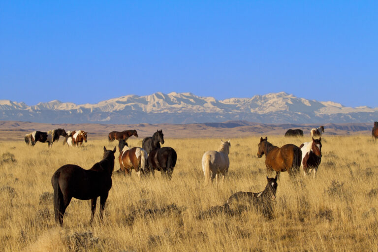 Cody Mortgage Broker - Wild horses in Wyoming