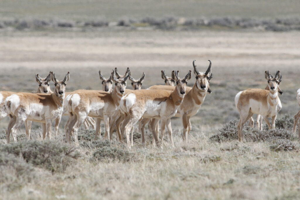 Rawlins Mortgage Broker - Pronghorn Antelope