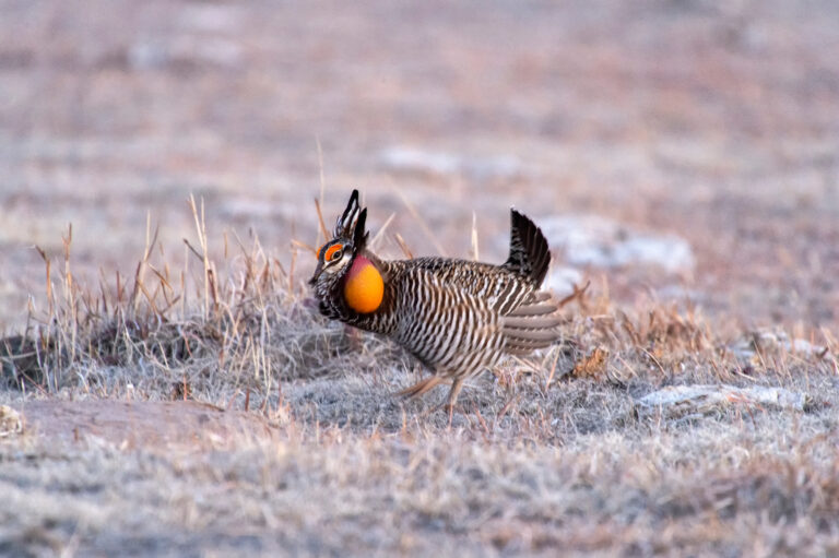 Wray Mortgage Broker - Photo of Greater prairie chicken or pinnated grouse dancing.