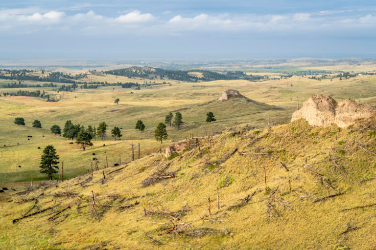 Chadron Mortgage Broker - Nebraska National Forest near Chadron with a cattle